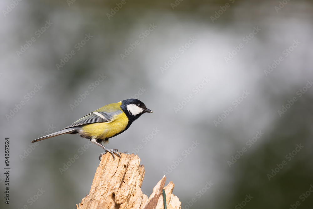 Fototapeta premium Great tit