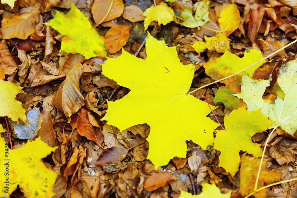 Obraz premium Autumn colors in the forest