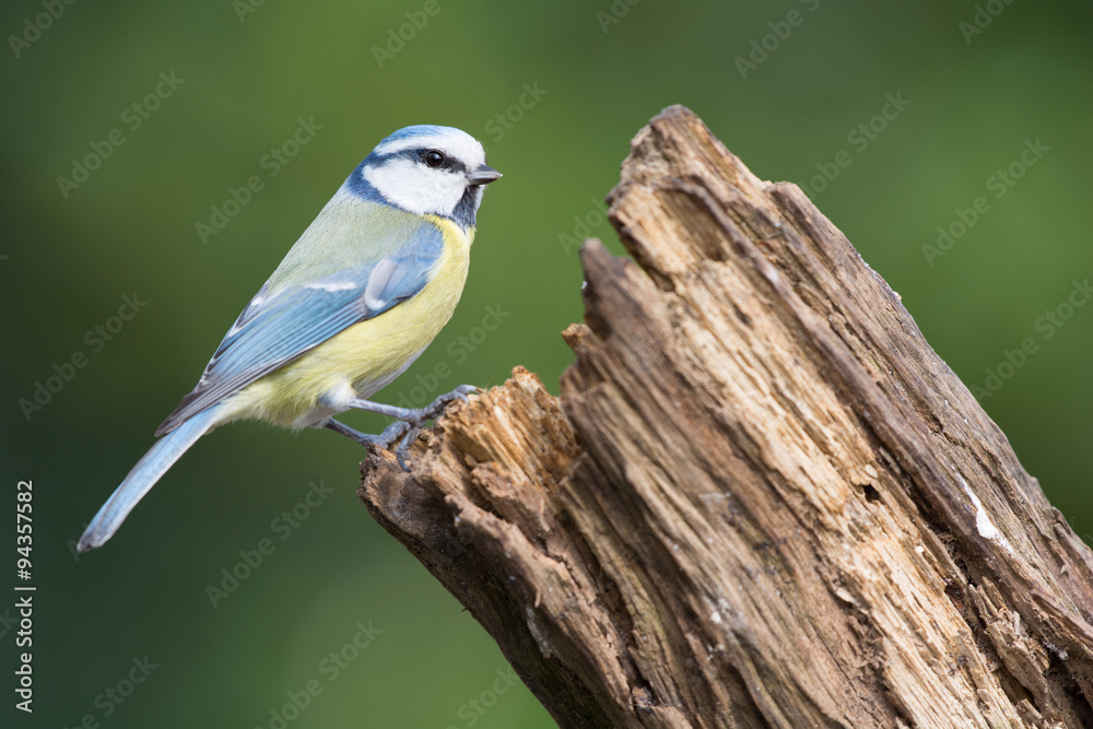 Obraz premium Eurasian blue tit in tree