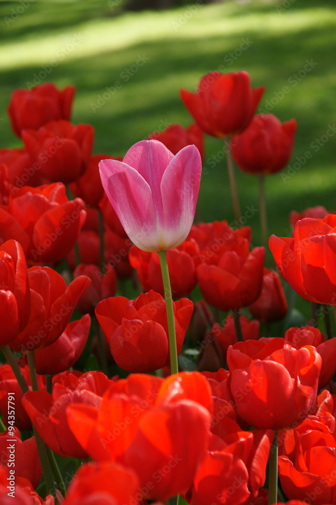 tulip-stand-up-vertical