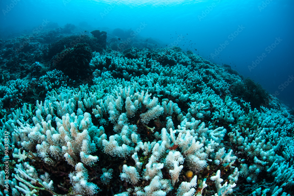 Naklejka premium Bleached Coral Reef in Tropical Pacific