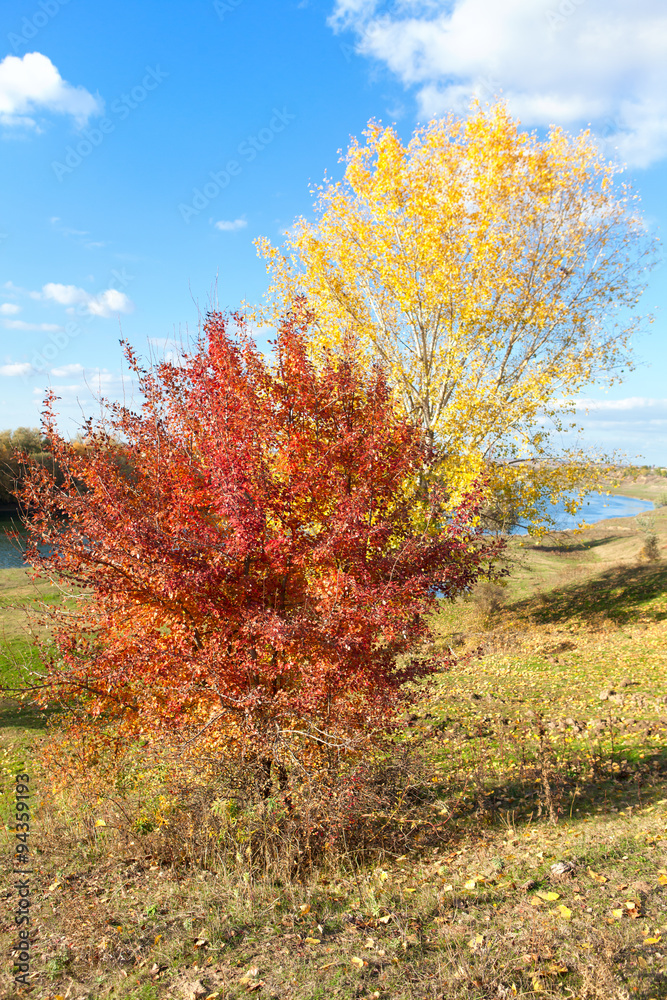 Fototapeta premium red and yellow trees