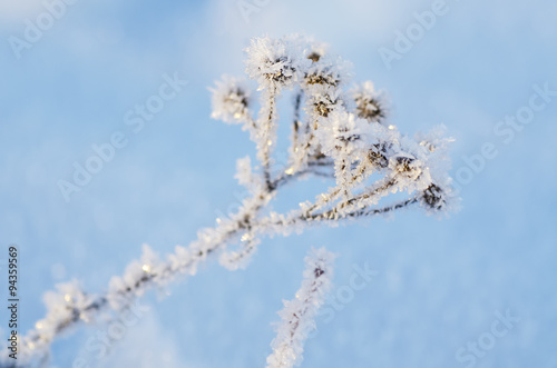 Frozen meadow plant © Roxana