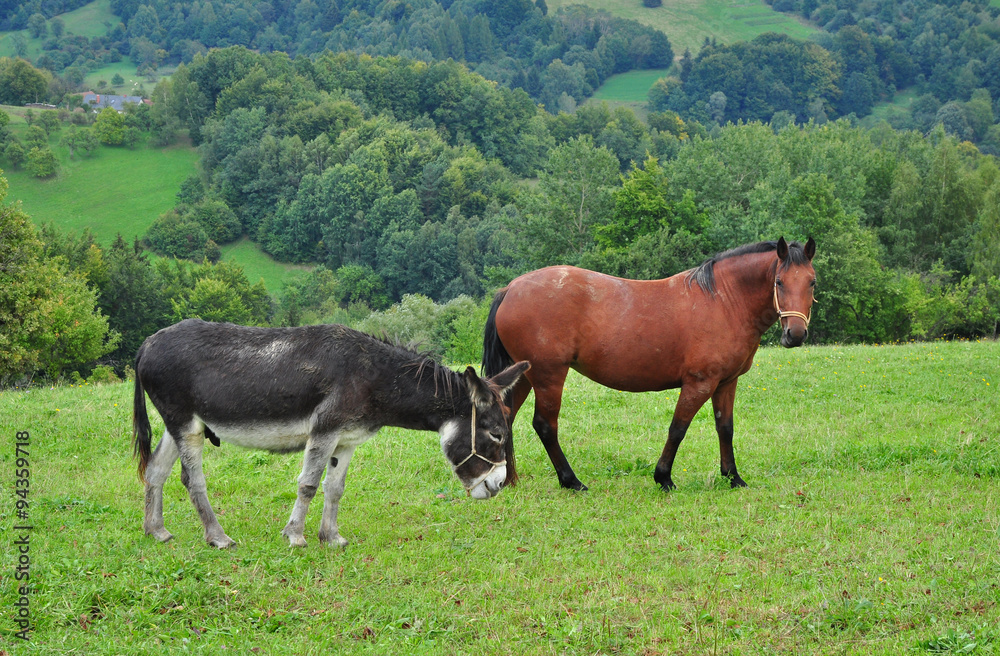 Donkey and horse on pasture