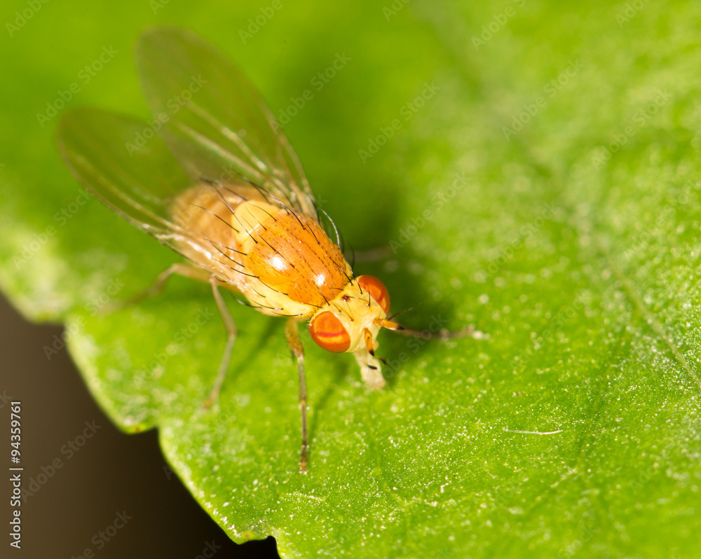 Fototapeta premium fly in nature. close