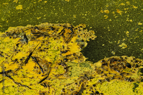 Closeup of algae in water