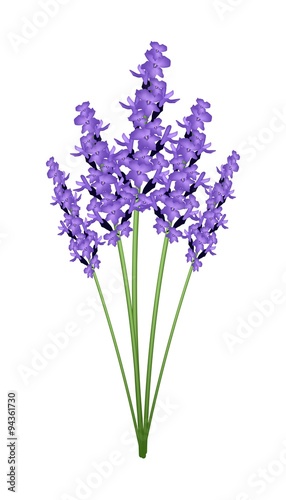 Bunch of Purple Lavender Flowers on A White Background