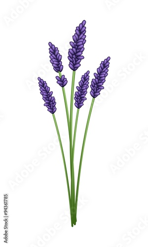 Bunch of Purple Lavender Flowers on White Background