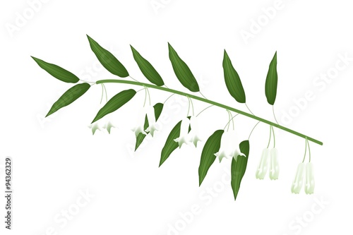 Solomons Seal Flowers or Polygonatum Multiflorum Flowers