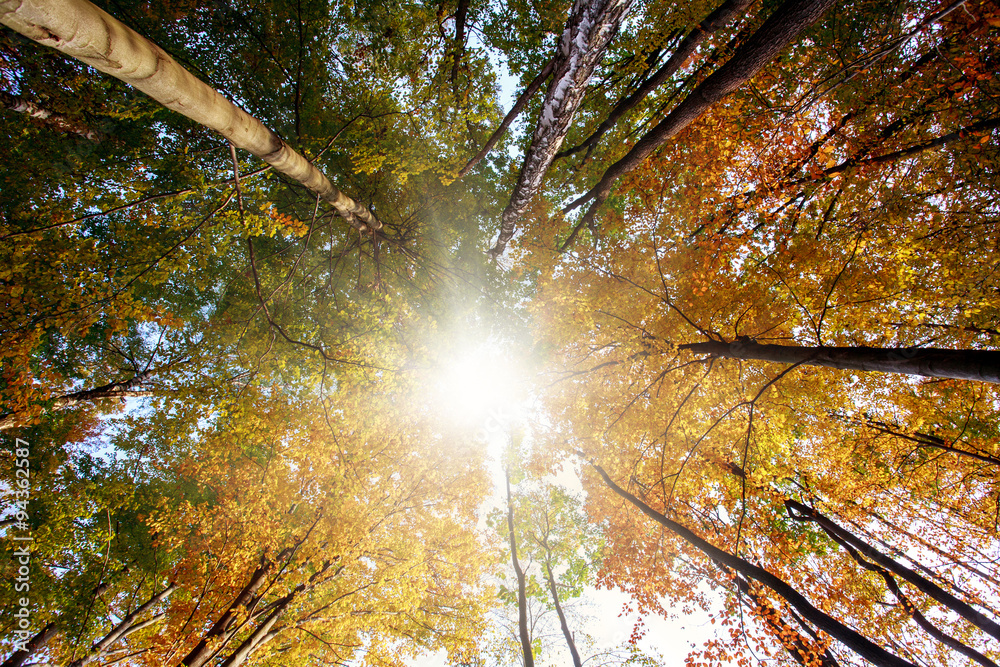 Obraz premium Jesienny las, pnie i pożółkłe korony w promieniach słońca