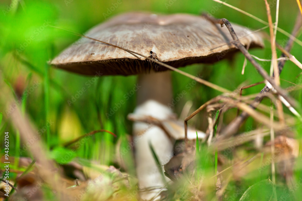 mushroom in the grass mushroom in the grass