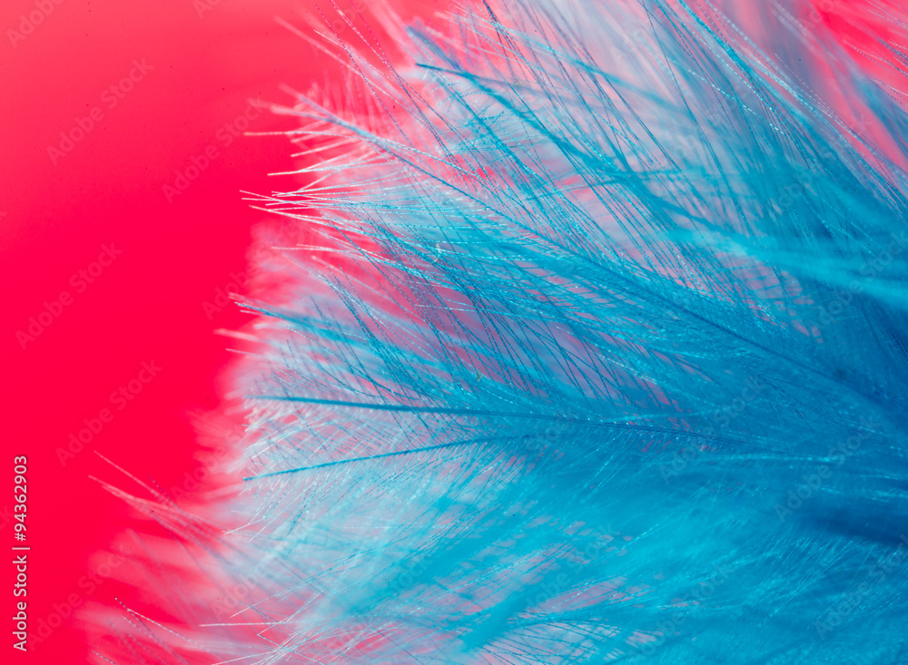 blue feather on a red background. close blue feather on a red background. close