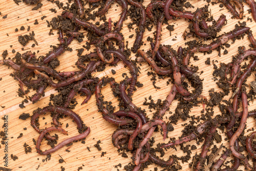 worm on wooden board