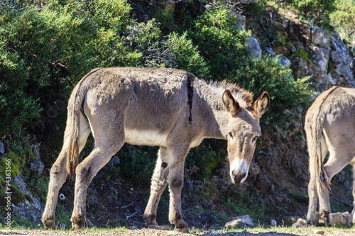 Sardinië, ezel langs de weg in Urzulei, provincie Ogliastra