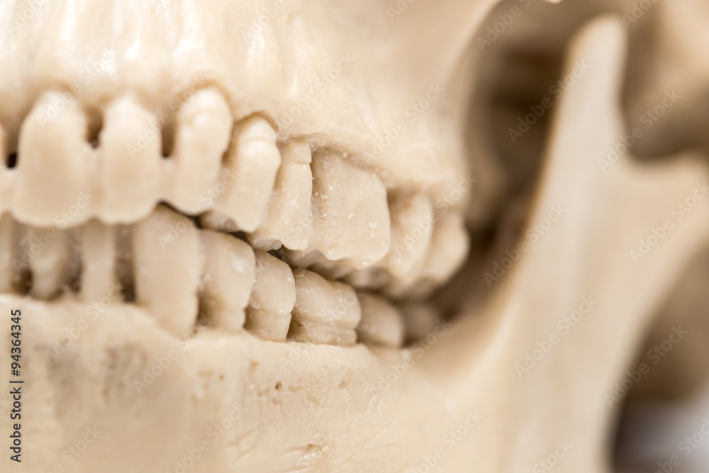 Obraz premium human skull