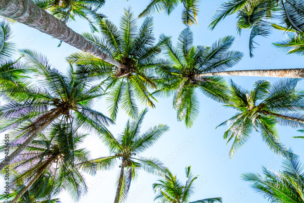 Fototapeta premium Palmen an einem Strand in Costa Rica von unten fotografiert