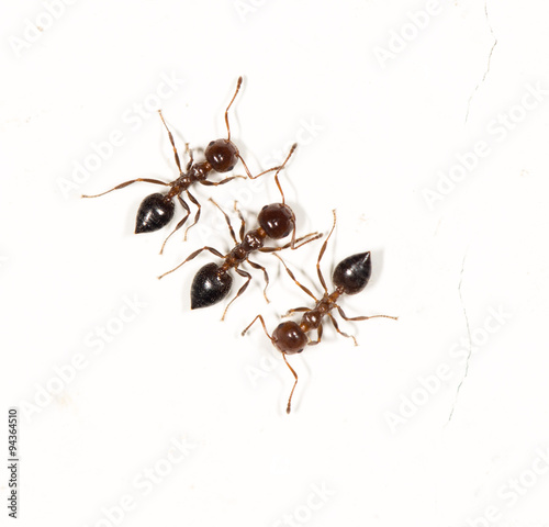 ants on a white wall