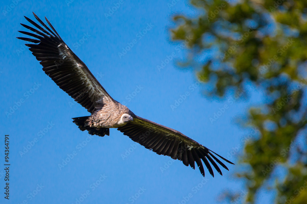 Obraz premium Vulture