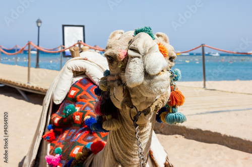 Ein Kamel liegt am Strand