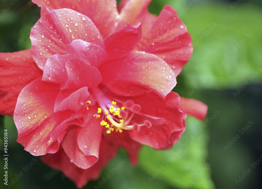 Red hibiscus flower/Red hibiscus flower in the garden. Red hibiscus flower/Red hibiscus flower in the garden.