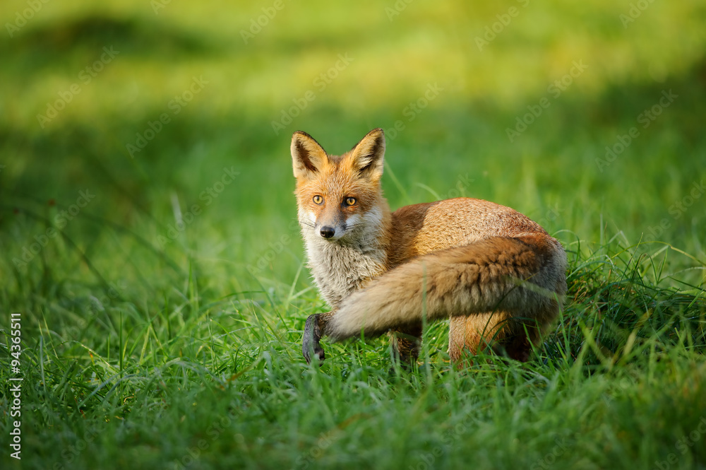 Naklejka premium Red fox standing in grass from side