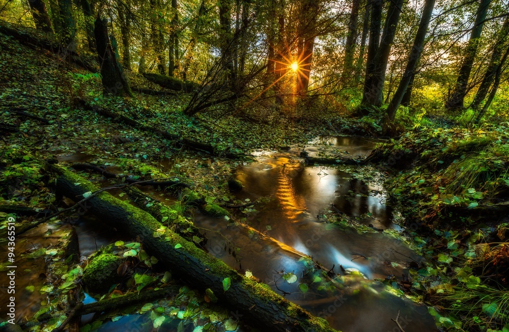 Beautiful wild autumnal forest with small stream.