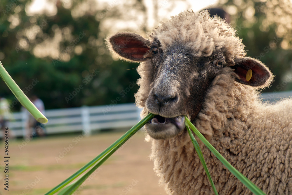 Fototapeta premium Sheep/Sheep eating grass in farm.