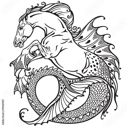 hippocampus or kelpie mythological sea-horse . Black and white image photo