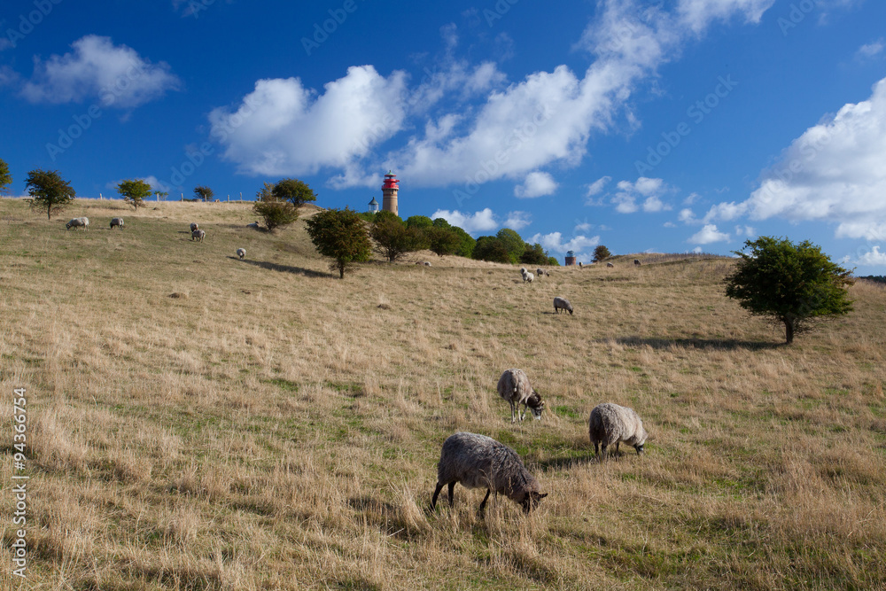 Fototapeta premium On pasture at Cape Arcona, Ruegen Island