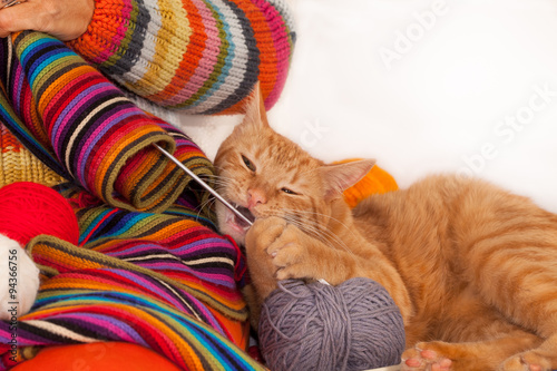 Fototapeta Naklejka Na Ścianę i Meble -  Cat biting knitting needle