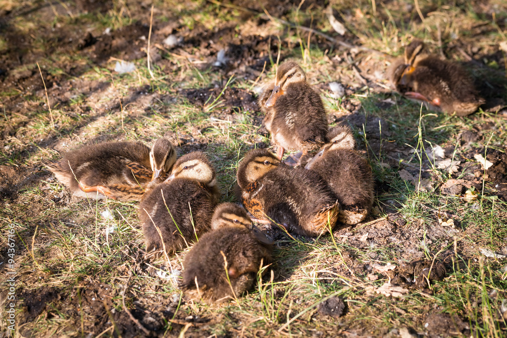 Ducklings Ducklings