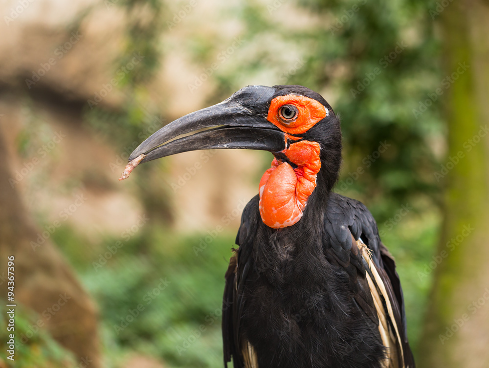 Southern ground-hornbill,(Bucorvus leadbeateri) Southern ground-hornbill,(Bucorvus leadbeateri)