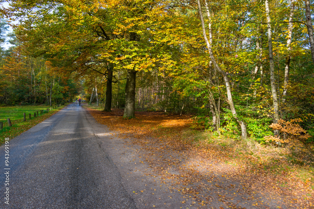 Naklejka premium Forest in autumn colors in sunlight