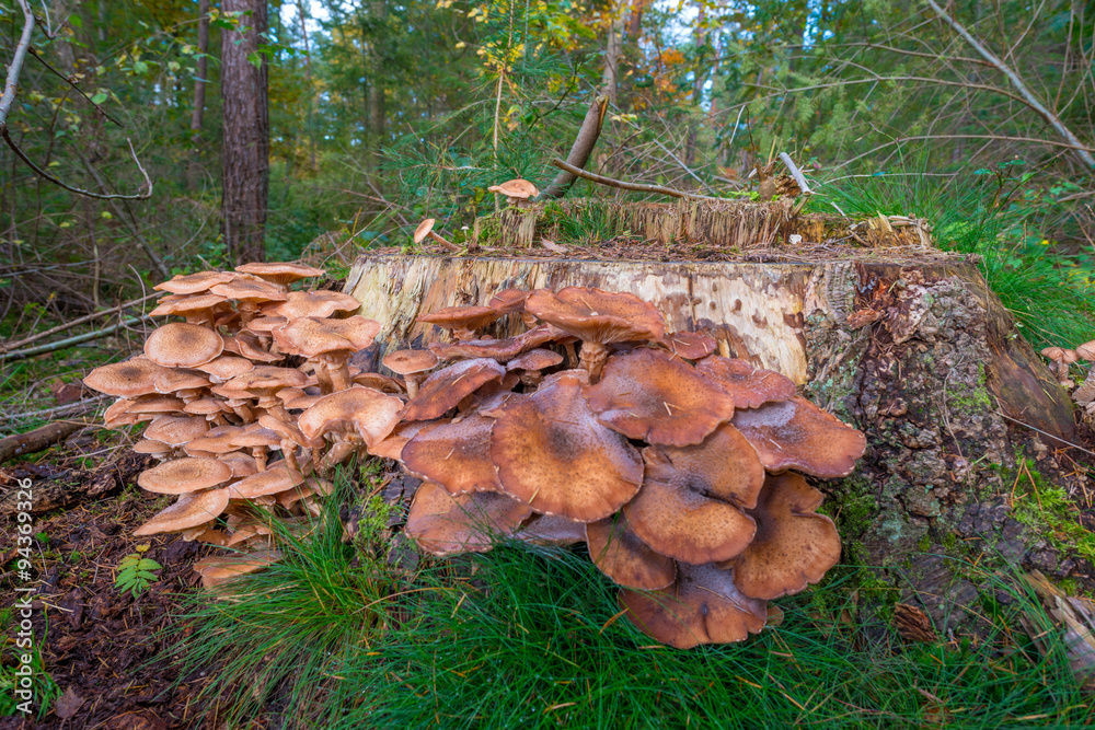 Mushroom in a forest in autumn Mushroom in a forest in autumn