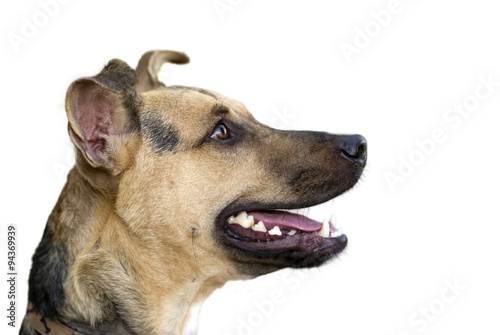 Happy Dog Isolated on White © mexitographer