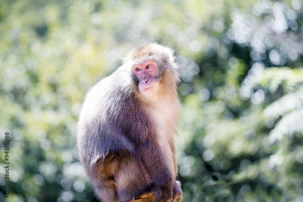 野生のサル 野生のサル