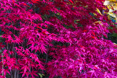 Japanese maple, Acer palmatum with red leaves in autumn. Fall season treetops against dark background