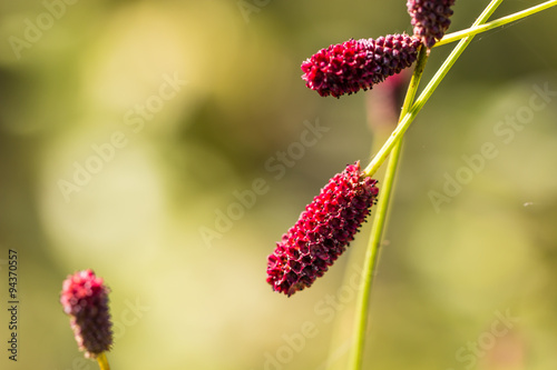 colorful red sanguisorba officinalis in garden