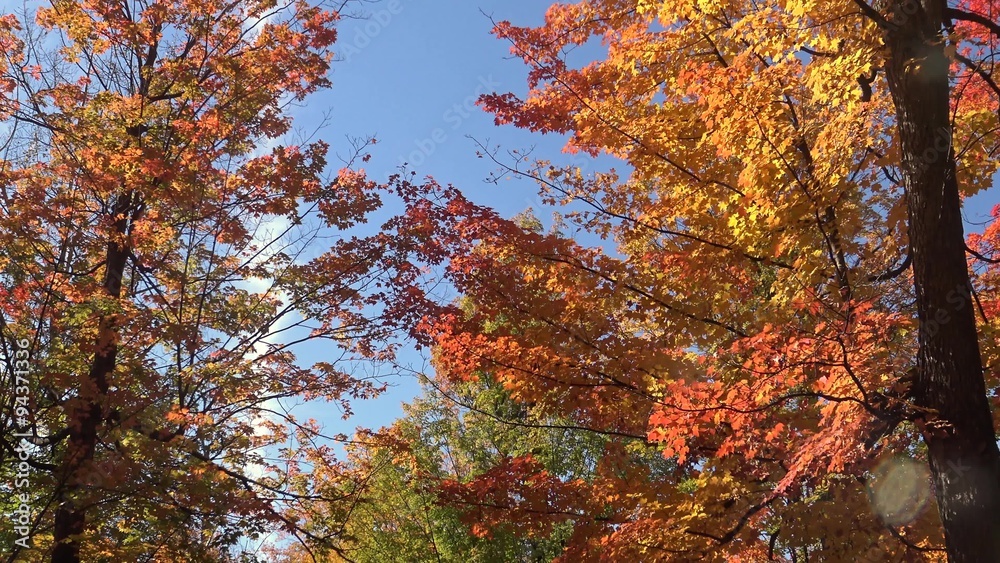Autumn coloured trees Autumn coloured trees