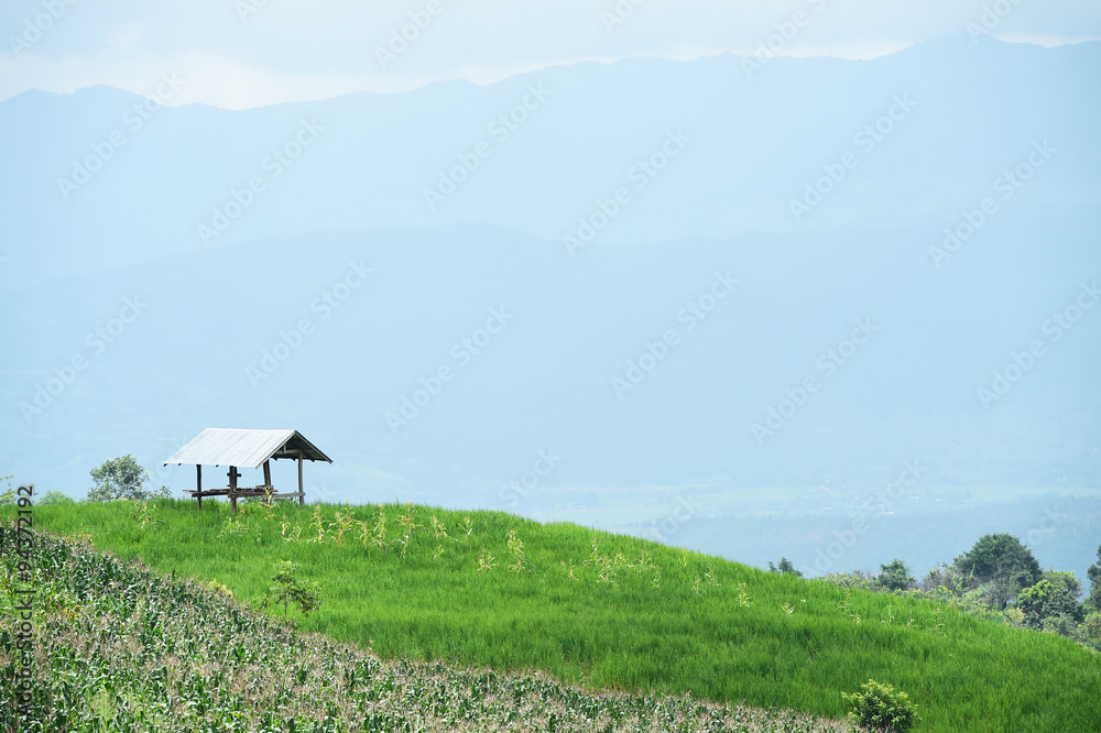 Natural landscape view of corn field and rice field over the mountain in Chiangmai, Thailand Natural landscape view of corn field and rice field over the mountain in Chiangmai, Thailand