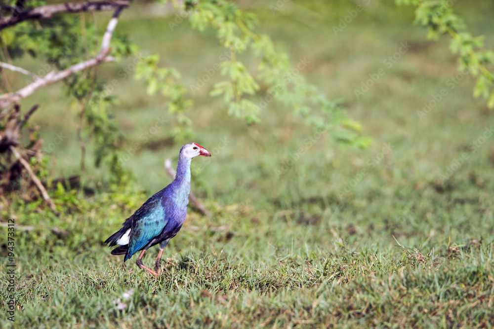 Purple Swamphen in Bundala National Park, Sri Lanka Purple Swamphen in Bundala National Park, Sri Lanka