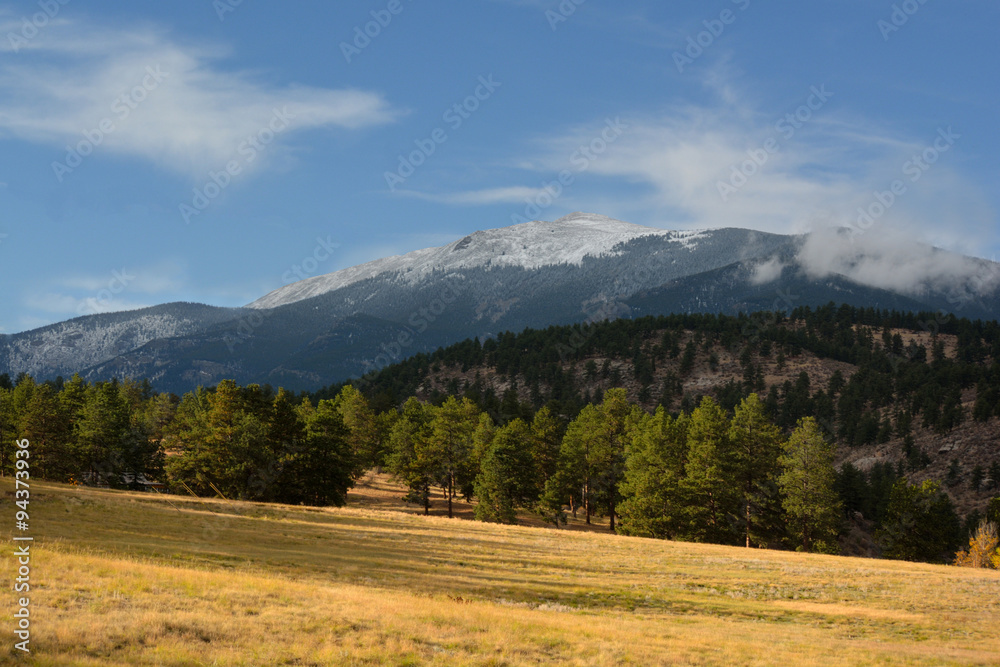 Sunny Grass Field with Pine Trees and a Snow Covered Mountain