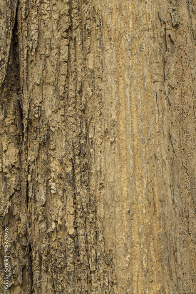 Bark of Old Tree vertical Texture Bark of Old Tree vertical Texture