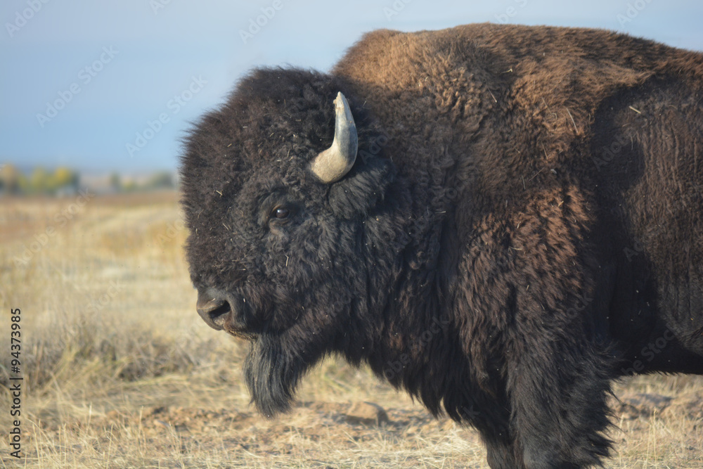 American Bison Buffalo on the Prairie American Bison Buffalo on the Prairie