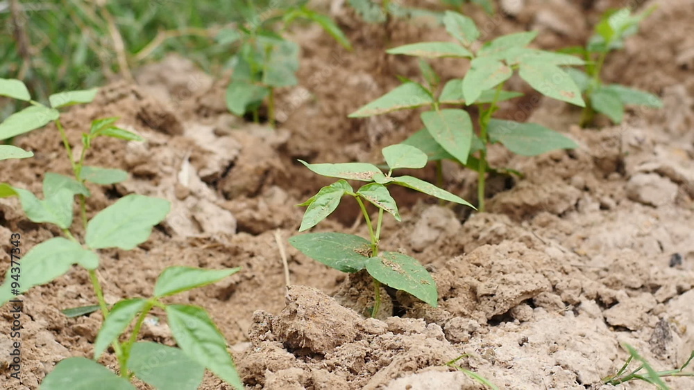 Farmer hand holding and giving compost plant fertilizer to sprout Farmer hand holding and giving compost plant fertilizer to sprout