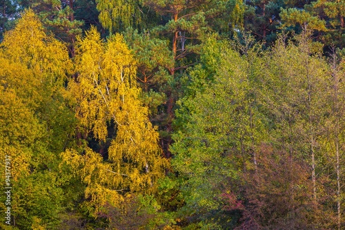 Beautiful landscape of autumnal forest near lake