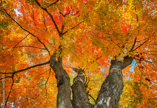Upward view of a big maple tree with colorul autumn leaves