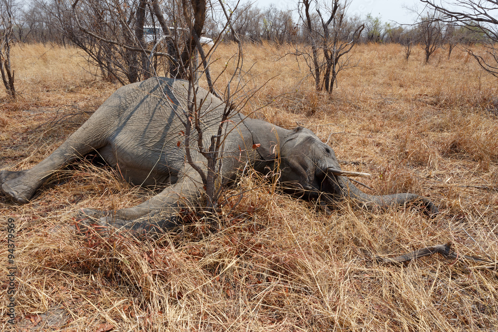 Fototapeta premium Small dead elephant in national park hwankee, Botswana