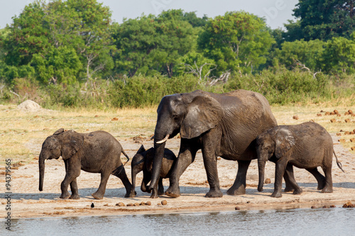 African elephants drinking at a muddy waterhole