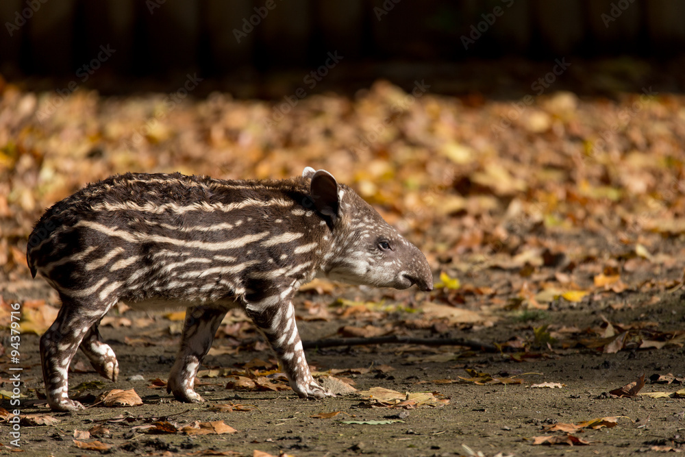 baby of the endangered South American tapir baby of the endangered South American tapir